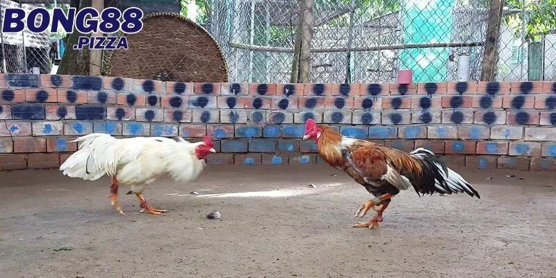 Sơ lược thông tin về đá gà mạng